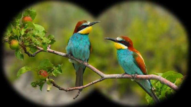 Do you like bird watching?