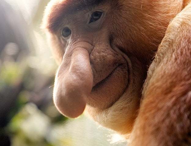 Do you think primates are the ugliest animals if not which animals you think are uglier?