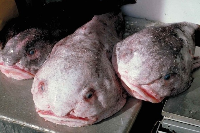 Do you think primates are the ugliest animals if not which animals you think are uglier?