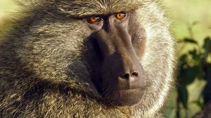 Do you think primates are the ugliest animals if not which animals you think are uglier?