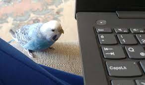 Why do you think budgies are so excited to sit on a laptop?