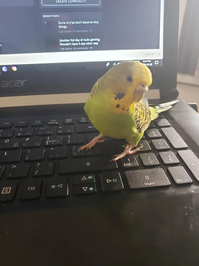 Why do you think budgies are so excited to sit on a laptop?