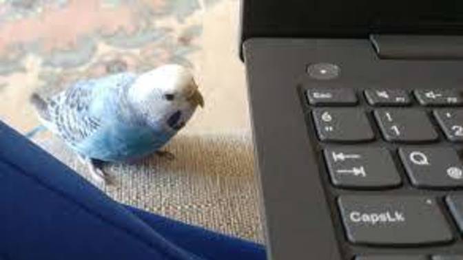 Why do you think budgies are so excited to sit on a laptop?