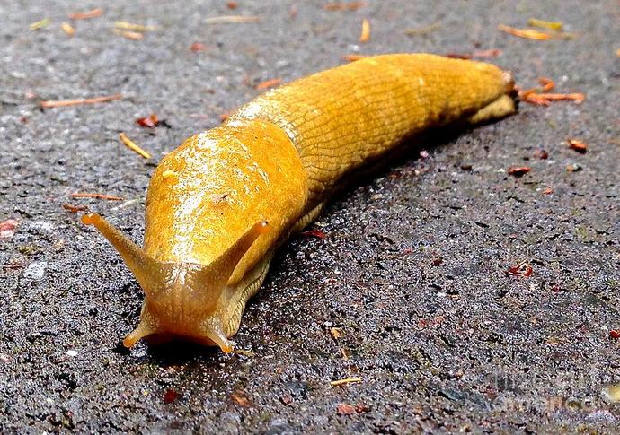 If someone told you they wanted you to buy them a slug for lunch, would you know what that means?