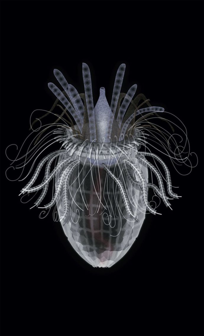 Loriciferans