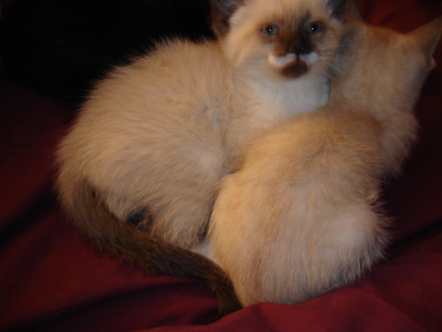 As a kitten