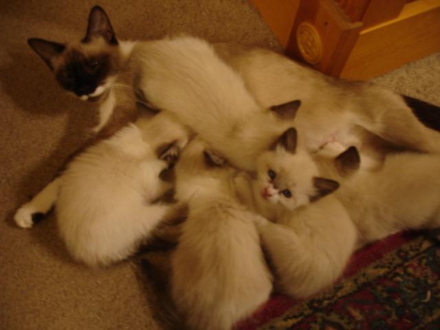 As a mother of 5