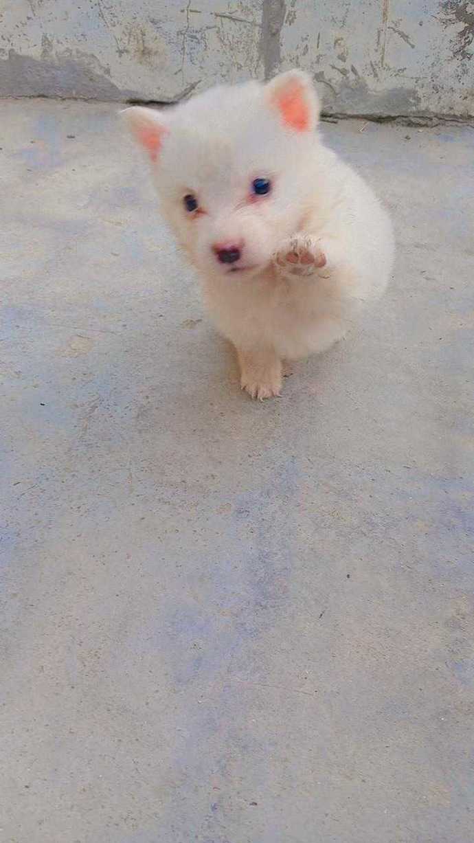 Do you have pets? Here's our boy Jax?