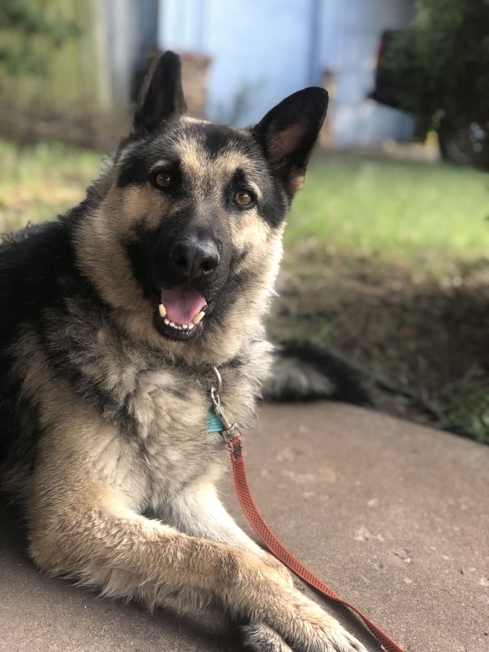 Do you have pets? Here's our boy Jax?
