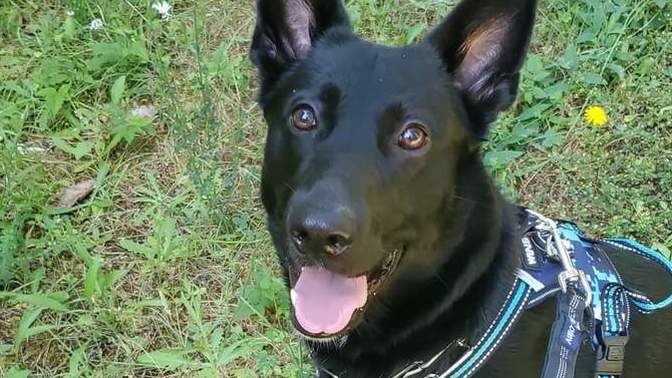 Do you have pets? Here's our boy Jax?