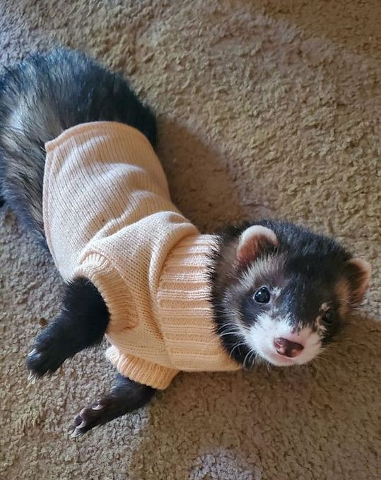One of these cuties but I can't since my son would get sick