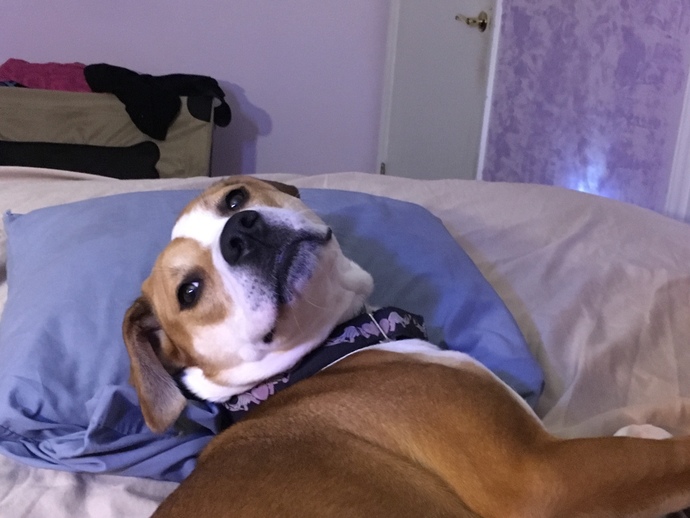 What is/are your ideal pet (s)? GirlsAskGuys