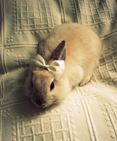 What is/are your ideal pet (s)?