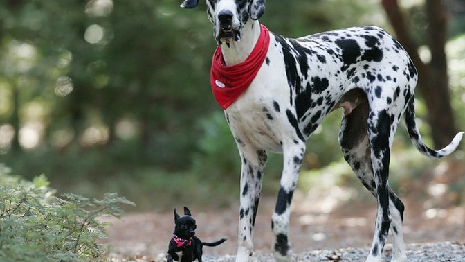What is/are your ideal pet (s)?