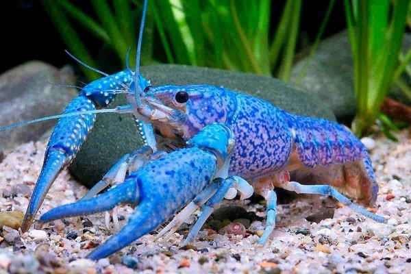 Which of these crustsceans are cooler?