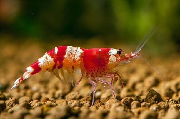 Which of these crustsceans are cooler?