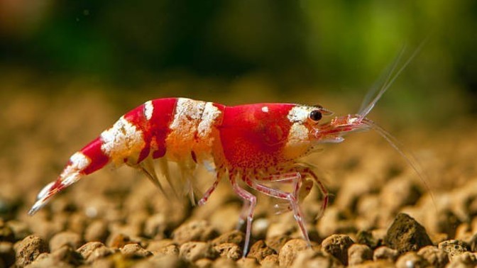 Which of these crustsceans are cooler?