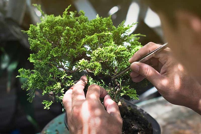 Bonsai care