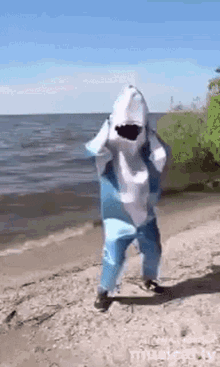Why do people think sharks are scary at all?