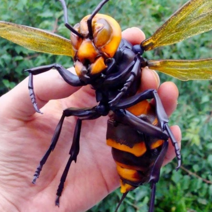 Would you murder a murder hornet, or would it murder you?