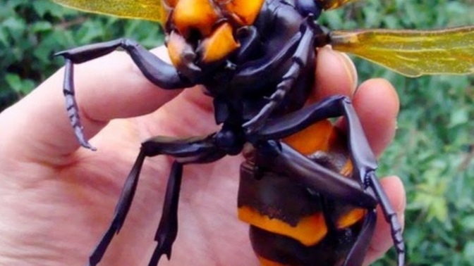 Would you murder a murder hornet, or would it murder you?