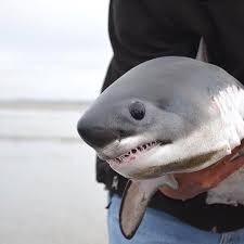 Which of these sharks do you like the most?