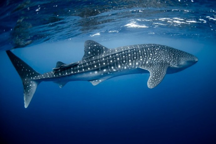 Which of these sharks do you like the most?
