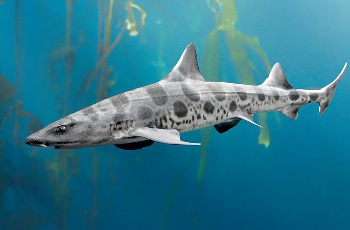 Which of these sharks do you like the most?