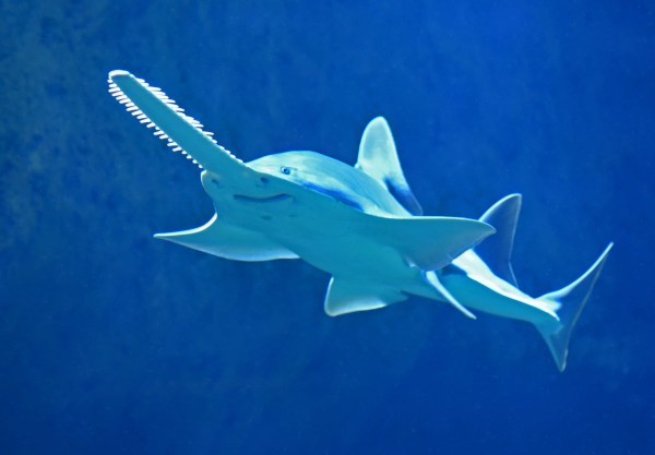 Which of these sharks do you like the most?