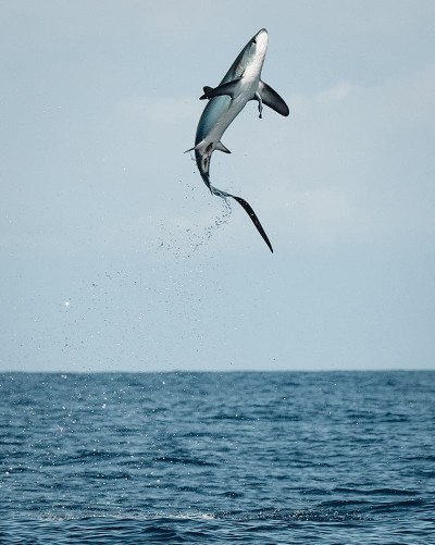 Which of these sharks do you like the most?