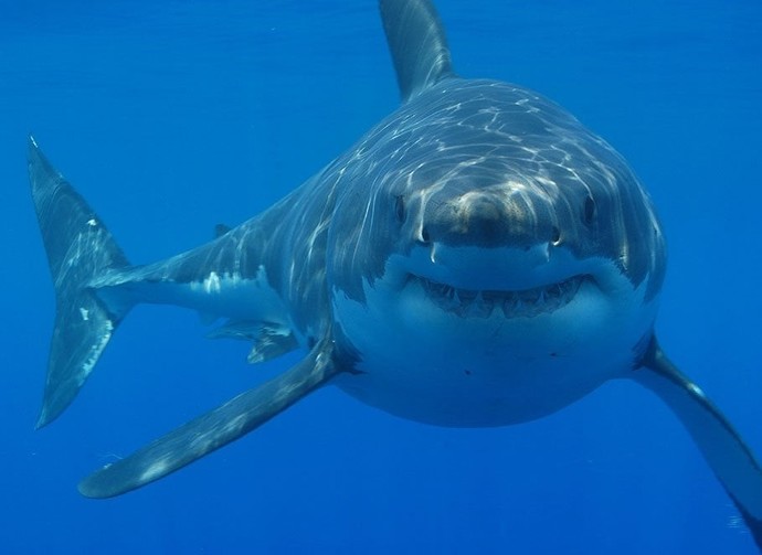 Which of these sharks do you like the most?