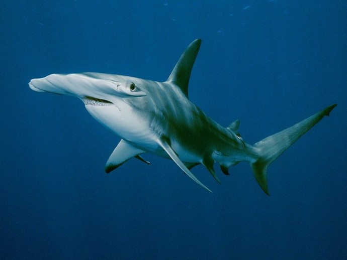 Which of these sharks do you like the most?
