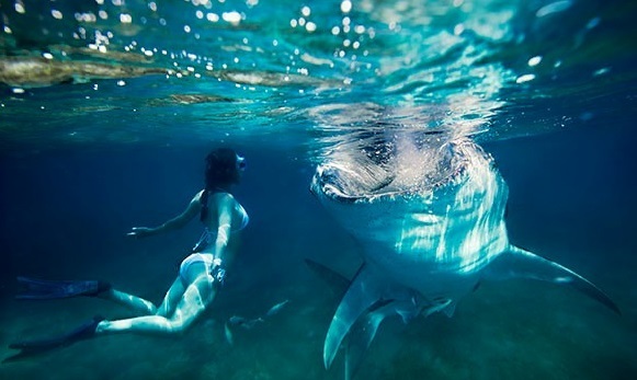 Which of these sharks do you like the most?