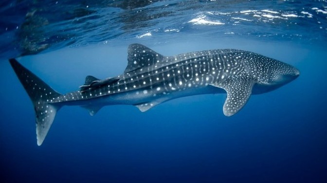Which of these sharks do you like the most?
