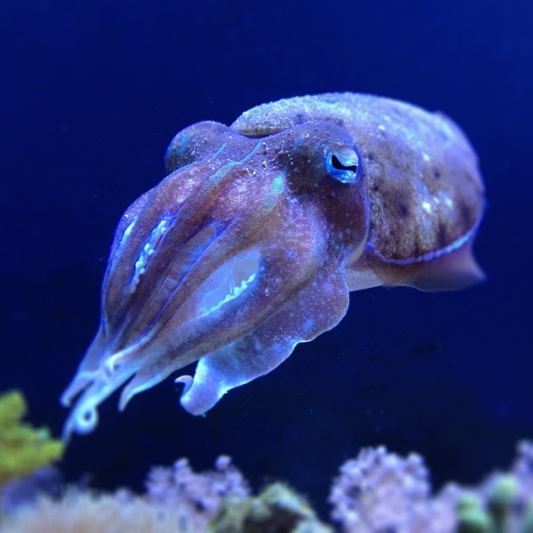 Whats your favorite group of mollusks?