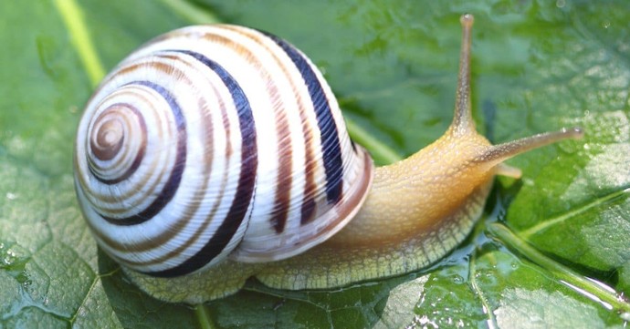 Whats your favorite group of mollusks?
