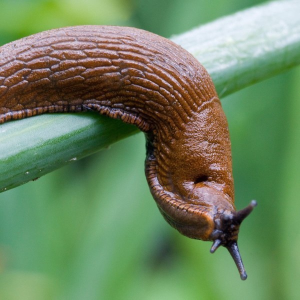 Whats your favorite group of mollusks?