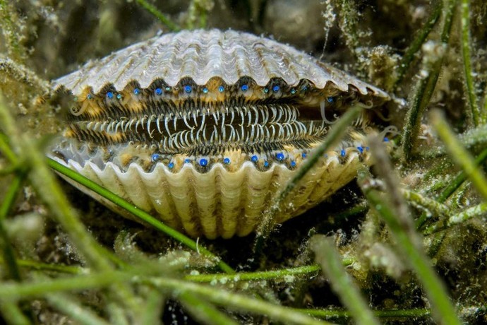 Whats your favorite group of mollusks?