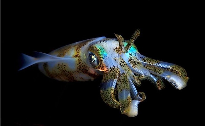 Whats your favorite group of mollusks?
