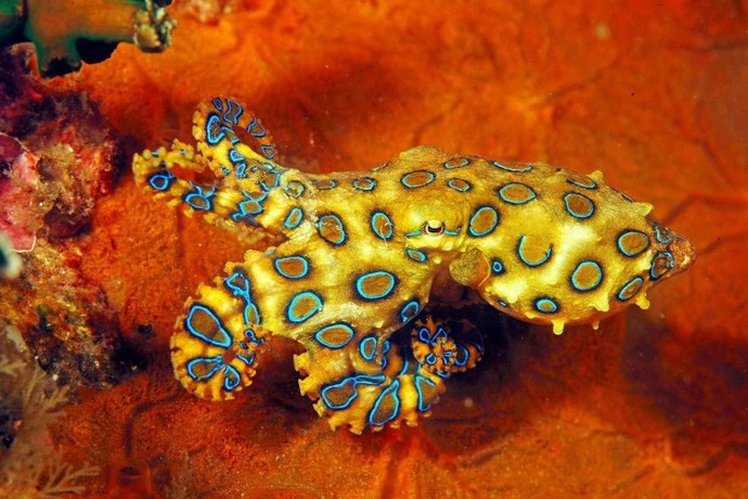 Whats your favorite group of mollusks?