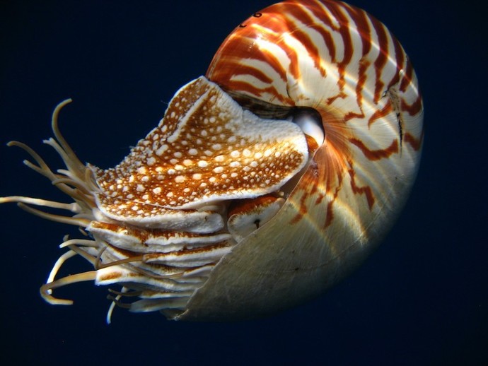 Whats your favorite group of mollusks?
