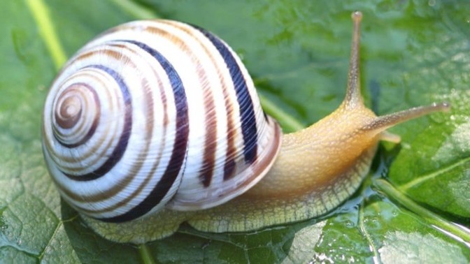 What's your favorite group of mollusks?