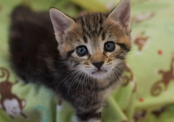 Do you fear kittens?