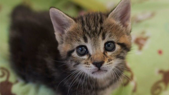 Do you fear kittens?