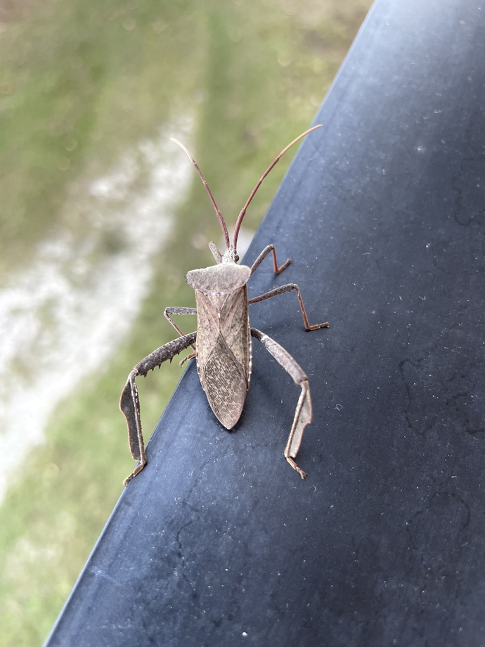 This bug came to visit me. Its main body is 1 inch long. What is it?