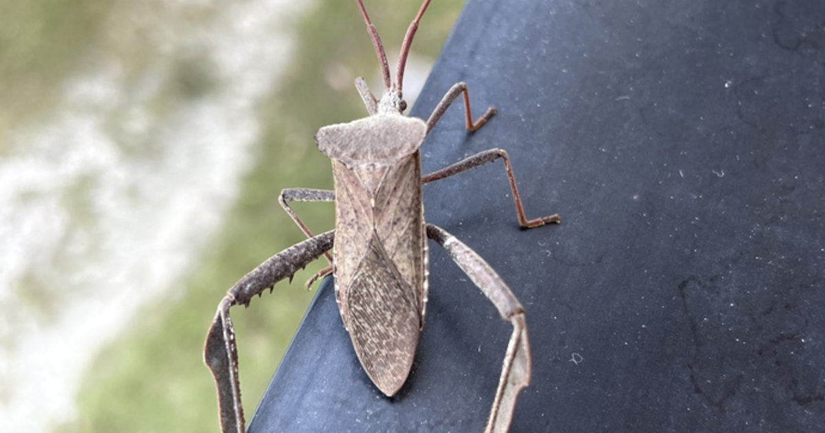 This bug came to visit me. Its main body is 1 inch long. What is it ...