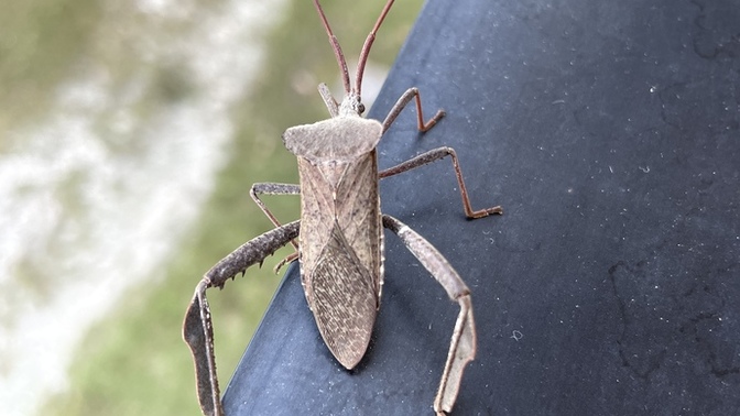 This bug came to visit me. Its main body is 1 inch long. What is it?