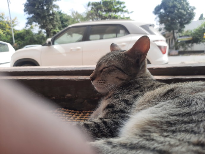 Our cat was sitting on the door mat and these are her photos. Can you post your pets photos, please?