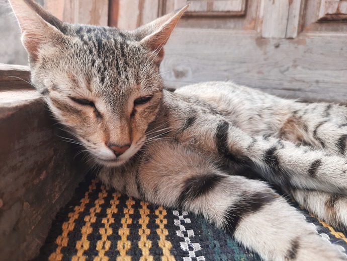 Our cat was sitting on the door mat and these are her photos. Can you post your pets photos, please?