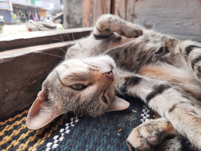 Our cat was sitting on the door mat and these are her photos. Can you post your pets photos, please?
